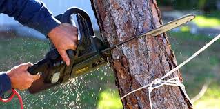 Best Palm Tree Trimming  in Nebo, NC